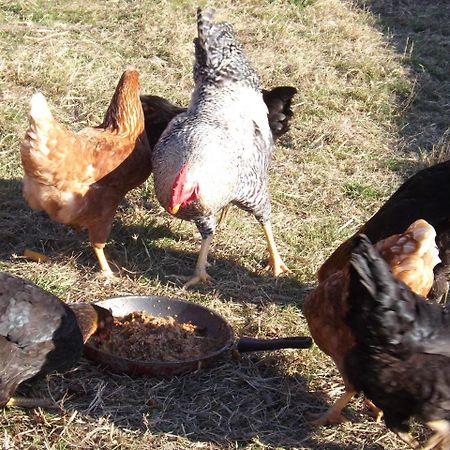 La Bedina Βίλα Rivara Εξωτερικό φωτογραφία